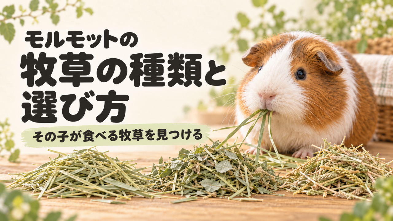 牧草を食べるモルモットと複数の牧草を並べた、選び方のイメージイラスト