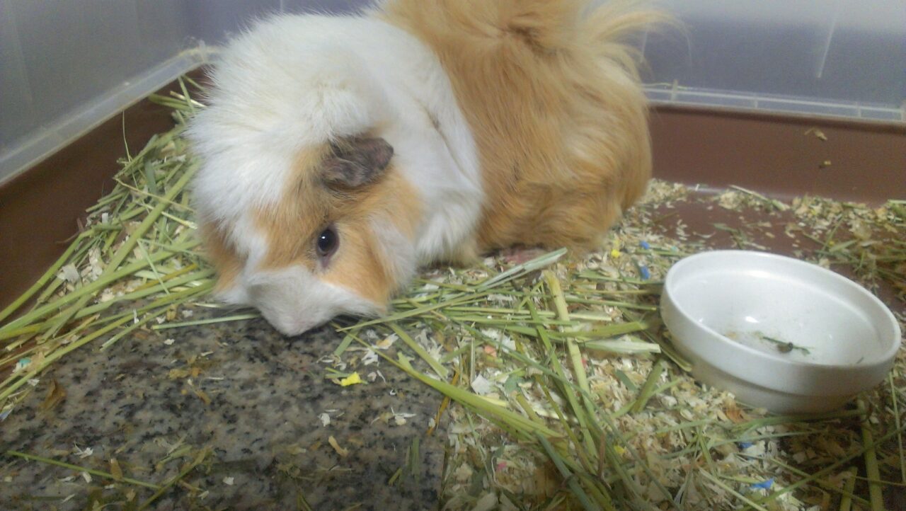 床にある長い牧草を口元で食べている我が家のモルモット
